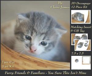 Furry Friends & Familiars-kittens-you Sure This Isn't Mine +