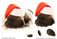 One Sheet Wonders - Christmas Pug - Easy Cut - 3D Decoupage + Insert & Tag