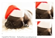 One Sheet Wonders - Christmas Pug - Easy Cut - 3D Pyramid/pyrimage