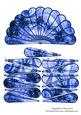 Hand Fan Unusual Blue & Black Lace Goth Vintage + Decoupage
