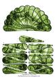 Fan Unusual Green & Black Lace Goth Vintage + Decoupage