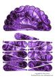 Fan Unusual Purple & Black Lace Goth Vintage + Decoupage