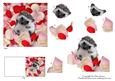 Meet Jed the Cute Baby Hedgehog 3 + Decoupage & Tag