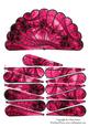 Fan Unusual Pink & Black Lace Goth Vintage + Decoupage