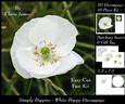 Simply Poppies - White Poppy Decoupage + Insert & Tag