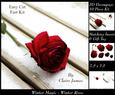 Winter Magic - Red Winter Rose + Insert & Tag