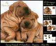 Furry Friends & Familiars - Puppies - Shar Pei Insert & Tag