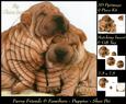 Furry Friends & Familiars - Puppies - Shar Pei Pyramid +tag+