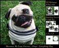 Furry Friends & Familiars - Dogs - Pug Laughing Pyrimage +