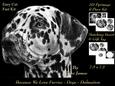 Furry Friends & Familiars - Dogs - Dalmation Pyramid + Tag +