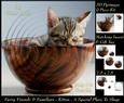 Furry Friends & Familiars-kitten-my Special Dish Pyramid +