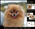 Furry Friends & Familiars - Dogs - Pomeranian + Insert & Tag
