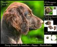 Furry Friends & Familiars - Puppy - Münsterländer Insert+tag