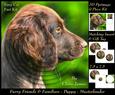 Furry Friends & Familiars - Puppy - Münsterländer Pyrimage +