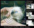 Furry Friends & Familiars - Kittens - Siamese + Insert & Tag