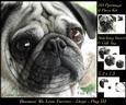 Furry Friends & Familiars - Dogs - Pug 3 + Insert & Tag