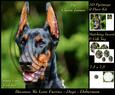 Furry Friends & Familiars - Dogs - Doberman + Insert & Tag