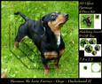 Furry Friends & Familiars Dogs Dachshund 2