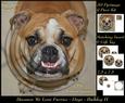 Furry Friends & Familiars - Dogs - Bulldog 2 + Insert & Tag