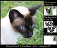 Furry Friends & Familiars - Cats - Siamese 3 + Insert & Tag