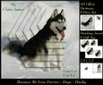 Furry Friends & Familiars - Dogs - Husky Pyrimage Insert+tag