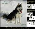Furry Friends & Familiars - Dogs - Husky + Insert & Tag