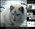 Because We Love Furries - Artctic Fox 2 + Insert & Tag
