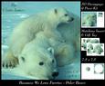 Because We Love Furries - Polar Bears + Insert & Tag