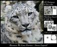 Because We Love Furries - Snow Lepard + Insert & Tag