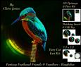 Feathered Friends & Familiars - Fantasy Kingfisher + Tag +