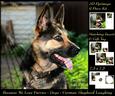 Furry Friends & Familiars - German Shepherd Laughing + Tag +