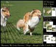 Furry Friends & Familiars - Dogs Rough Collie Catch Me! +tag