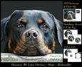 Furry Friends & Familiars - Dogs - Rottweiler +insert & Tag