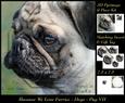 Furry Friends & Familiars - Dogs - Pug 7 + Insert & Tag