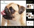 Furry Friends & Familiars - Dogs - Pug That Looks Yum! +tag+