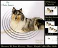 Furry Friends & Familiars - Dogs - Rough Collie Blue Merle +