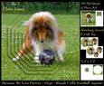 Furry Friends & Familiars-dogs-rough Collie Football Anyone+