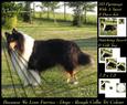 Furry Friends & Familiars - Dogs - Rough Collie Tricolour +
