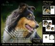 Furry Friends & Familiars - Dogs - Rough Collie Tri Colour +
