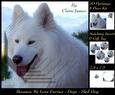 Furry Friends & Familiars - Dogs - Sled Dog + Insert & Tag