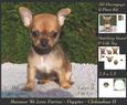 Furry Friends & Familiars - Puppies - Chihuahua Decoupage +