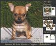 Furry Friends & Familiars - Puppies - Chihuahua 2 Pyrimage +