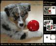 Furry Friends & Familiars-puppy-rough Collie Merle Play Deco