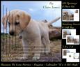 Furry Friends & Familiars - Puppy - Labrador Pyrimage +tag+