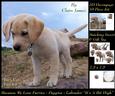 Furry Friends & Familiars - Puppy - Labrador Its a Bit High+