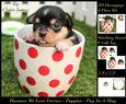 Furry Friends & Familiars - Puppy - Pug in a Mug +insert+tag