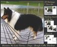 Furry Friends & Familiars - Dogs - Tri Colour Rough Collie +