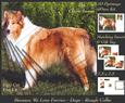 Furry Friends & Familiars - Dogs - Sable Rough Collie +tag+