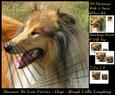 Furry Friends & Familiars - Dogs - Sable Rough Collie Laff +