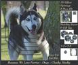 Furry Friends & Familiars - Dogs - Cheeky Husky +insert+tag